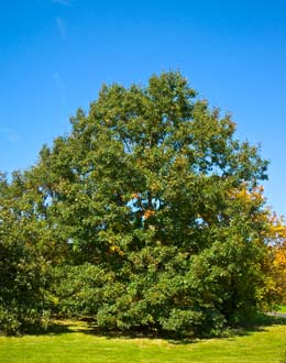 Roble negro - Quercus velutina o Quercus tinctoria