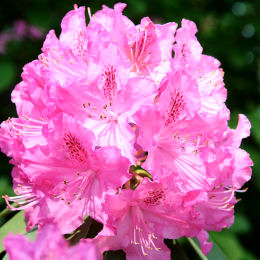 Rododendro hibrido 'Germania' - Rhododendron 'Germania'