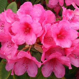 Rododendro hibrido 'Anna Rose Whitney' - Rhododendron 'Anna Rose Whitney'