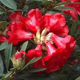 Rododendro hibrido 'Elisabeth' - Rhododendron 'Elisabeth'