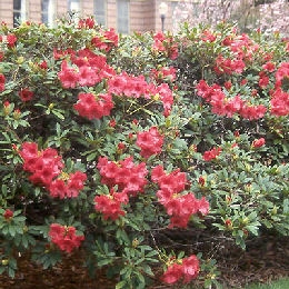Rododendro hibrido 'Elisabeth' - Rhododendron 'Elisabeth'