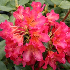 Rododendro hibrido 'Golden Gate' - Rhododendron 'Golden Gate'