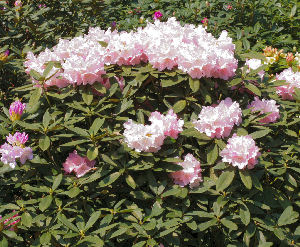  Rododendro yakushimanum 'Hoppy'- Rhododendron yakushimanum 'Hoppy' 