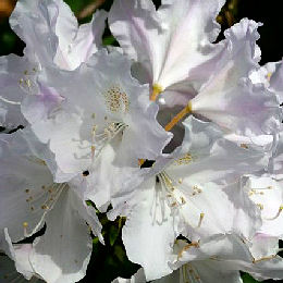  Rododendro yakushimanum 'Hoppy'- Rhododendron yakushimanum 'Hoppy' 