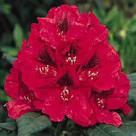 Rododendro hibrido 'Lord Robert' - Rhododendron 'Lord Robert'