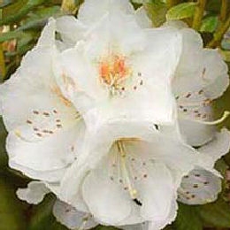 Rododendro hibrido 'Phyllis Korn' - Rhododendron 'Phyllis Korn' 