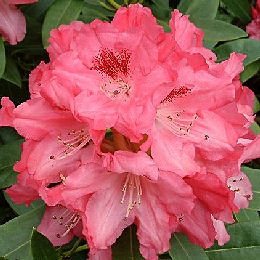 Rododendro yakushimanum 'Sneezy' - Rhododendron yakushimanum 'Sneezy'