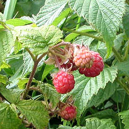 Frambueso 'Herencia'&nbsp;- Rubus idaeus 'Heritage'