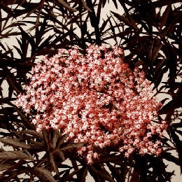 Sa�co negro 'Black Lace' - Sambucus nigra 'Black Lace'
