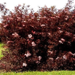 Sa�co negro 'Black Lace' - Sambucus nigra 'Black Lace'
