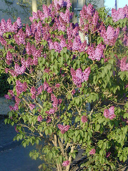Lila - lilo - Syringa vulgaris