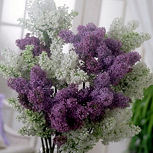 Lila - lilo - Syringa vulgaris