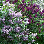 Lila - lilo - Syringa vulgaris