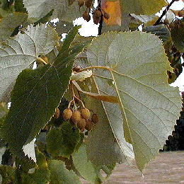 Tilo plateado - Tilia tomentosa o argentea