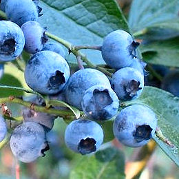 Mirtillo gigante 'Jersey' o Mirtillo arbustivo 'Jersey'
