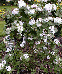 http://www.planfor.es/Donnees_Site/Produit/HTML/images/Viburnum_carlesii_Aurora_planfor01.jpg