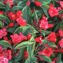 Veigela 'Brigela�' o veigelia 'Brigela�'  - Weigelia 'Brigela�'