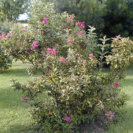 Veigela 'Bristol Ruby' o veigelia 'Bristol Ruby' - Weigelia 'Bristol Ruby'
