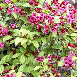 Veigela 'Bristol Ruby' o veigelia 'Bristol Ruby' - Weigelia 'Bristol Ruby'