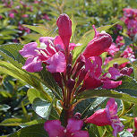 Veigela 'Bristol Ruby' o veigelia 'Bristol Ruby' - Weigelia 'Bristol Ruby'