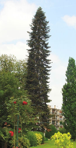 Abeto plateado o pinabete - Abies alba