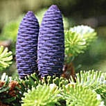 Abeto de Corea - Abies koreana