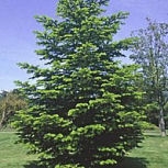 Abeto de Nordmann - abeto del C�ucaso - Abies nordmanniana