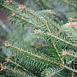 Abeto de Nordmann - abeto del C�ucaso - Abies nordmanniana