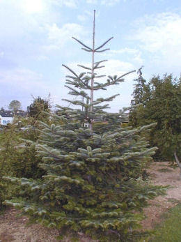 Abeto de Nordmann - abeto del Cáucaso - Abies nordmanniana