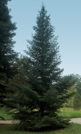 Pinsapo