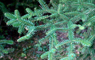 Pinsapo