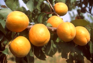 Albaricoquero 'Bergeron'