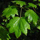Arce vid - Acer circinatum - Follaje