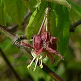 Arce vid - Acer circinatum - Floraci�n