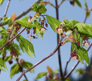 Arce vid - Acer circinatum - Frutos