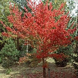 Arce tridente - Acer buergerianum - acer trifidum
