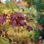 Arce tridente - Acer buergerianum - acer trifidum