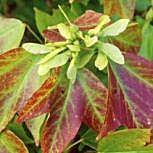 Arce tridente - Acer buergerianum - acer trifidum