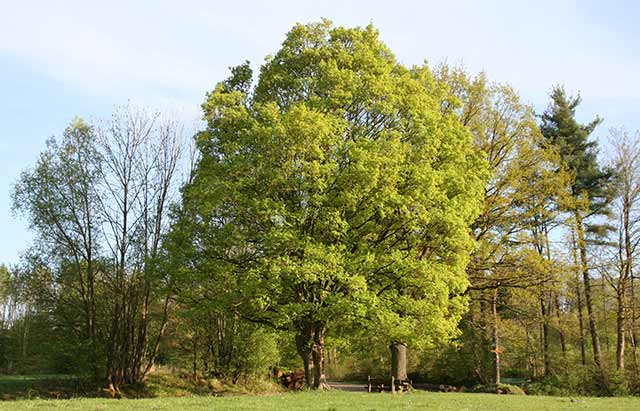 Arce com�n - Arce campestre - Acer campestre