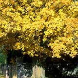Arce com�n - Arce campestre - Acer campestre