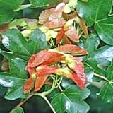 Arce com�n - Arce campestre - Acer campestre