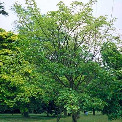 Arce de David - Acer davidii - Acer laxiflorum