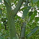 Arce de David - Acer davidii - Acer laxiflorum