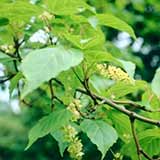 Arce de David - Acer davidii - Acer laxiflorum