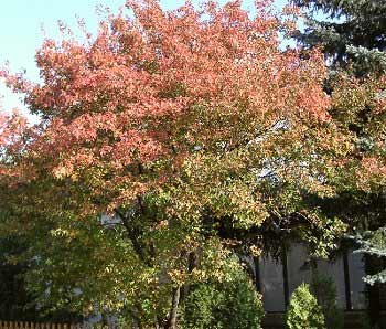 Arce del amor - Acer ginnala sub.-especie de acer tataricum
