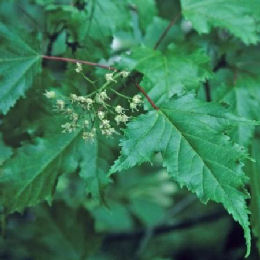 Arce del amor - Acer ginnala sub.-especie de acer tataricum