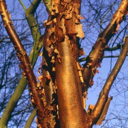 Arce de corteza papir�cea - Acer griseum - Acer nikoense