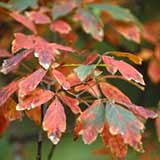 Arce de corteza papir�cea - Acer griseum - Acer nikoense