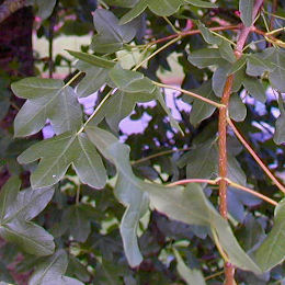 Arce de Montpellier - Acer monspessulanum
