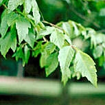 Arce negundo - arce de hojas de fresno - Acer negundo